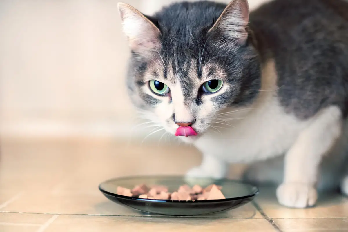Chat près de bols de pâtée, croquettes mesurées et eau fraîche dans une cuisine lumineuse