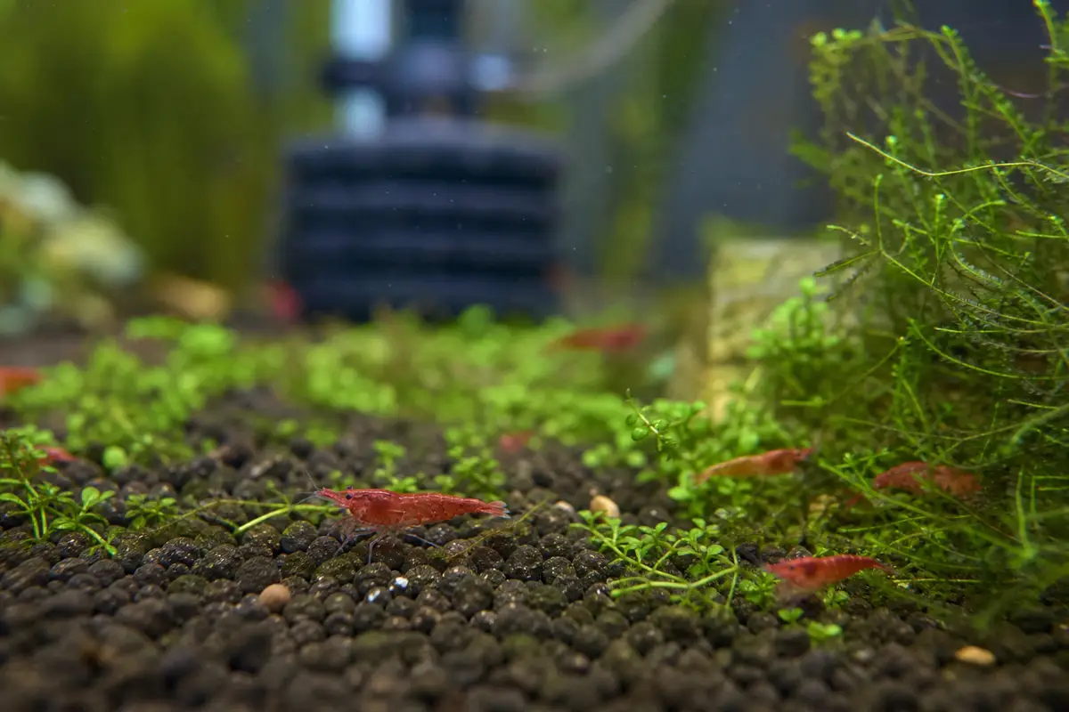 Crevettes Neocaridina rouges sur un substrat sombre, parmi des mousses et plantes d’un aquarium domestique