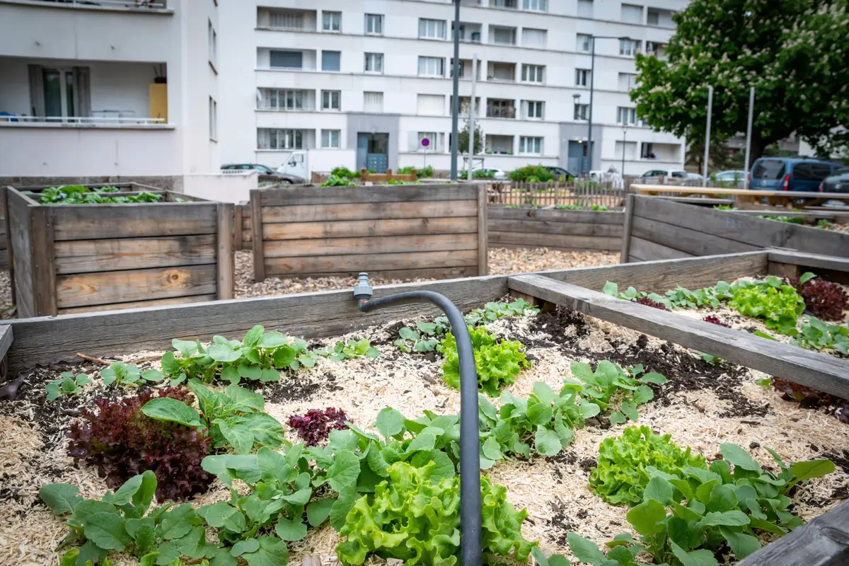 Petit potager urbain sur balcon avec tomate cerise, laitues, aromatiques et pots bien drainés