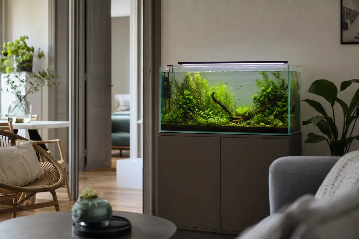 Aquarium planté de 80 litres sur meuble sobre, avec plantes vertes, filtre discret et éclairage LED régulier