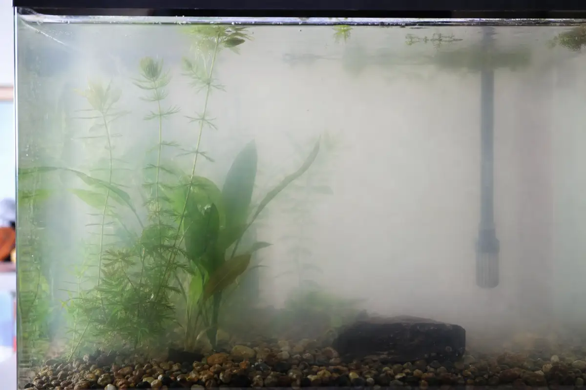 Aquarium d’eau douce avec une eau légèrement trouble et blanche, plantes aquatiques et filtre visibles en arrière-plan