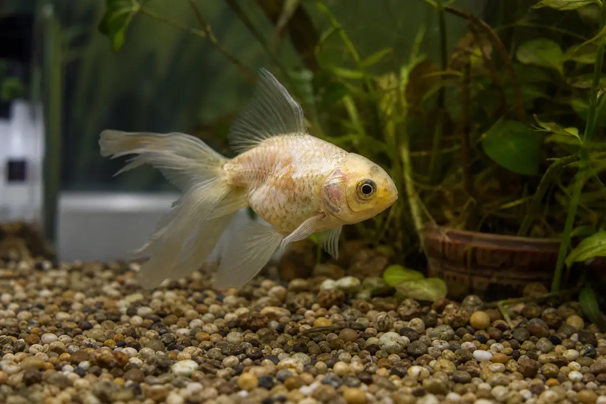 Poisson rouge âgé aux couleurs pâlies nageant dans un aquarium domestique, plantes aquatiques en arrière-plan